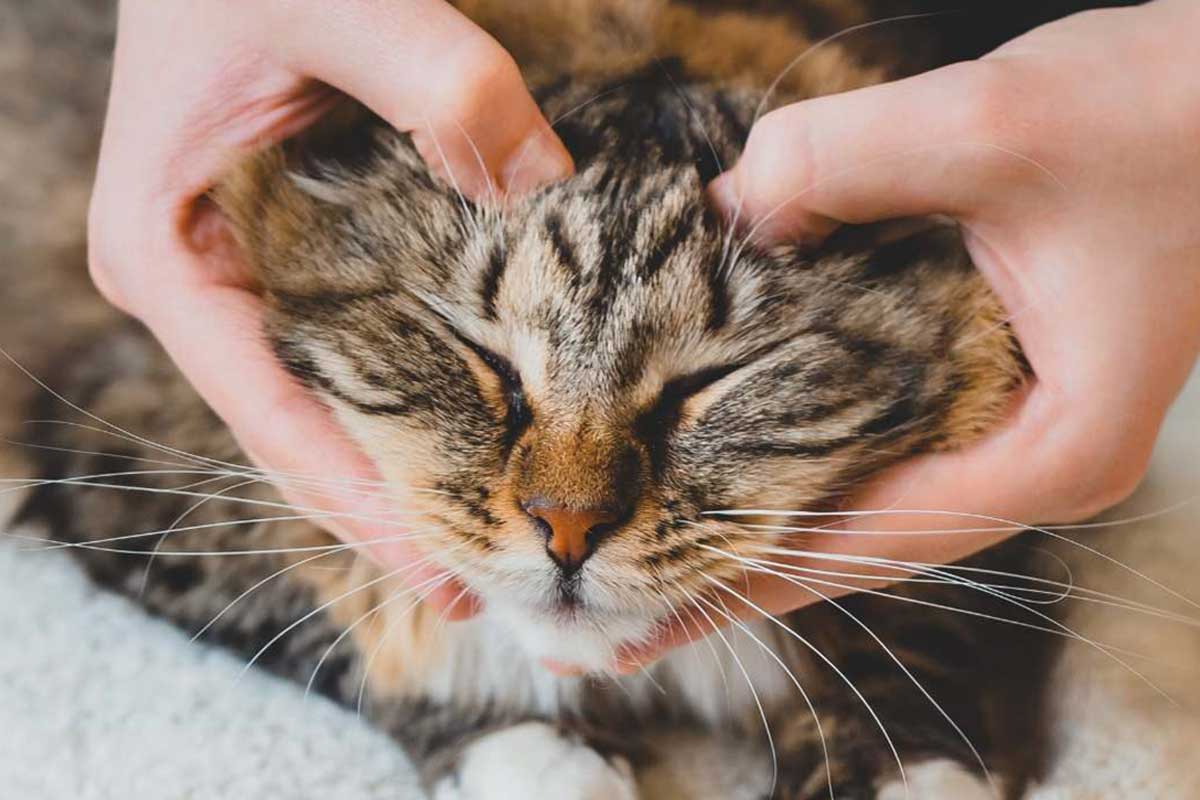 Cat receiving LNT therapy
