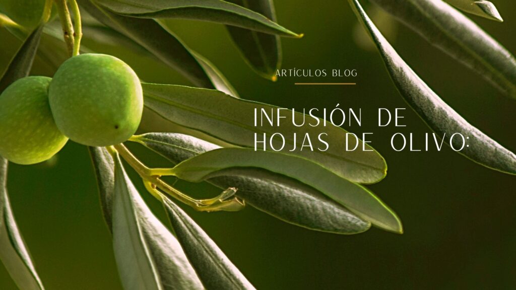 Infusión de hojas de olivo.